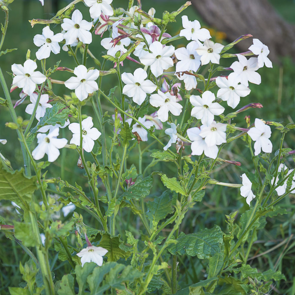 Thompson and Morgan Nicotiana Affinis Garden Ready Plant 30 Pack Image 2