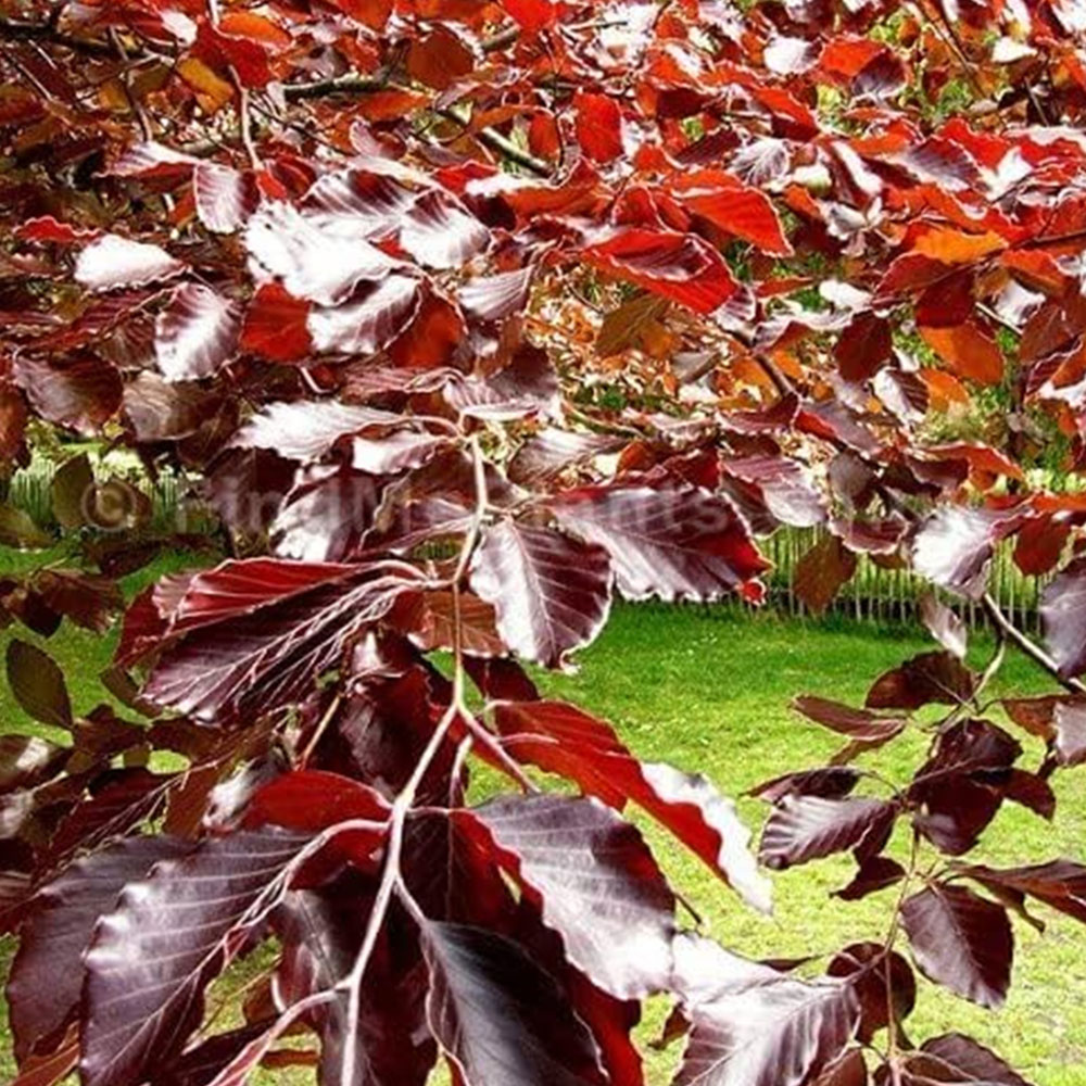 Inspirational Gifting Purple Beech Semi-Evergreen Bare Root Hedge Plant 2-3ft 5 Pack Image 6