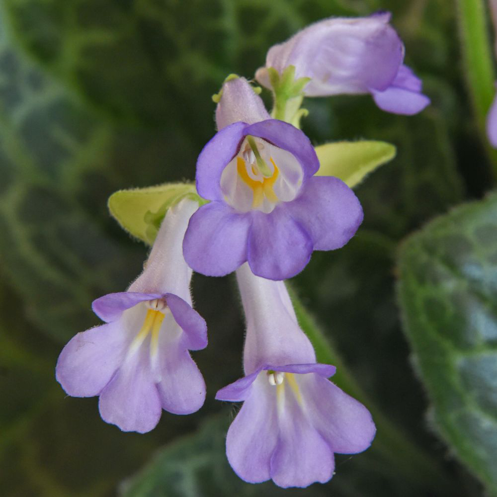 Thompson and Morgan Streptocarpus Pretty turtle Plant Pot 13cm Image 4