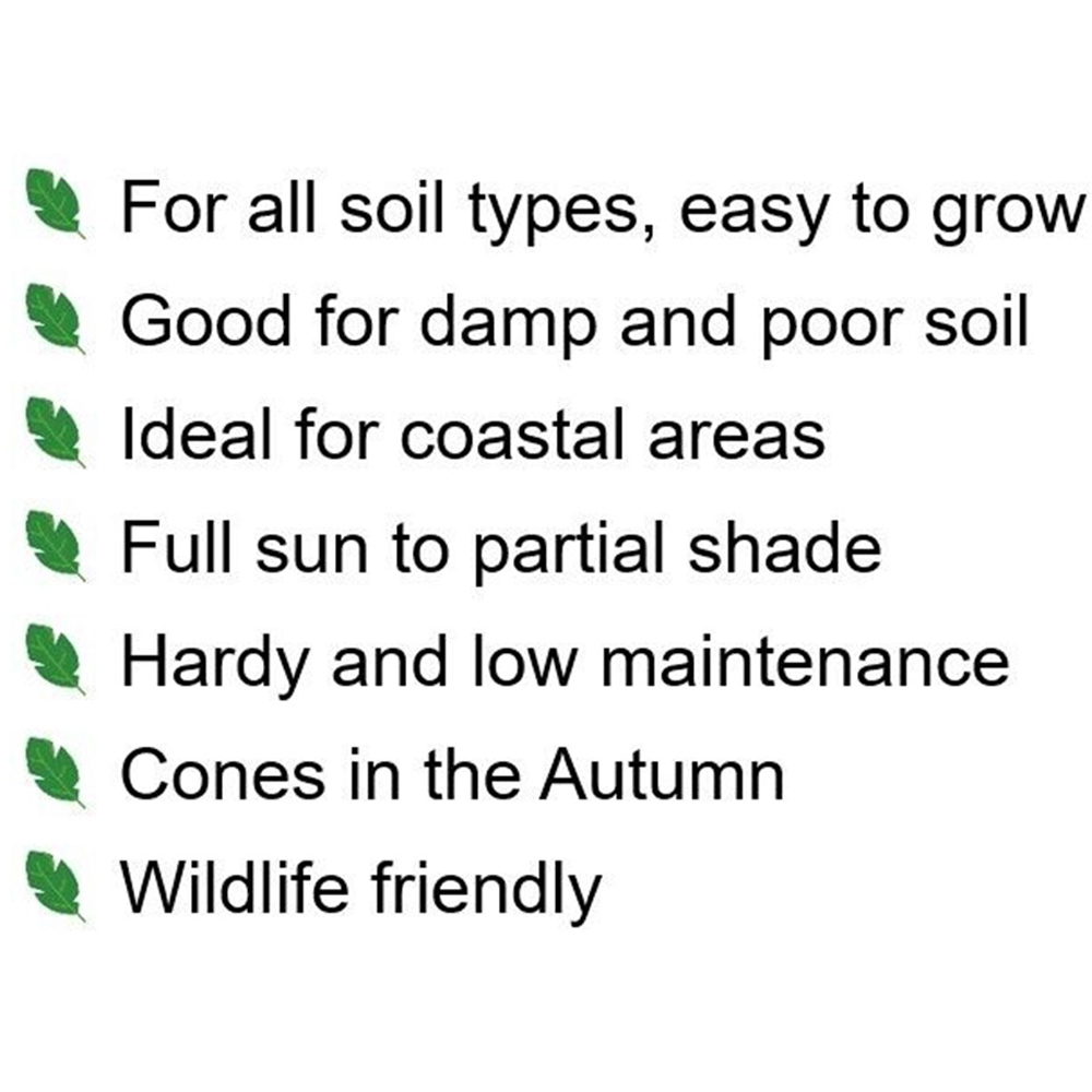 Inspirational Gifting Alder Bare Root Hedge Plant Sapling 2-3ft 10 Pack Image 6