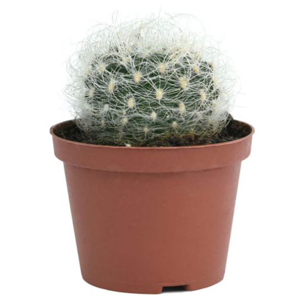 Thompson and Morgan Cactus Mixed Potted Plant 5.5cm 5 Pack Image 6