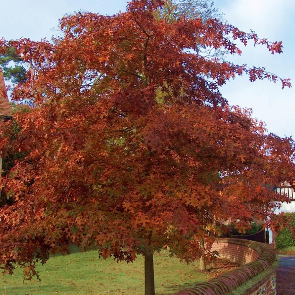 Inspirational Gifting Red Oak Bare Root Hedge Plant Sapling 2-3ft 5 Pack Image 3