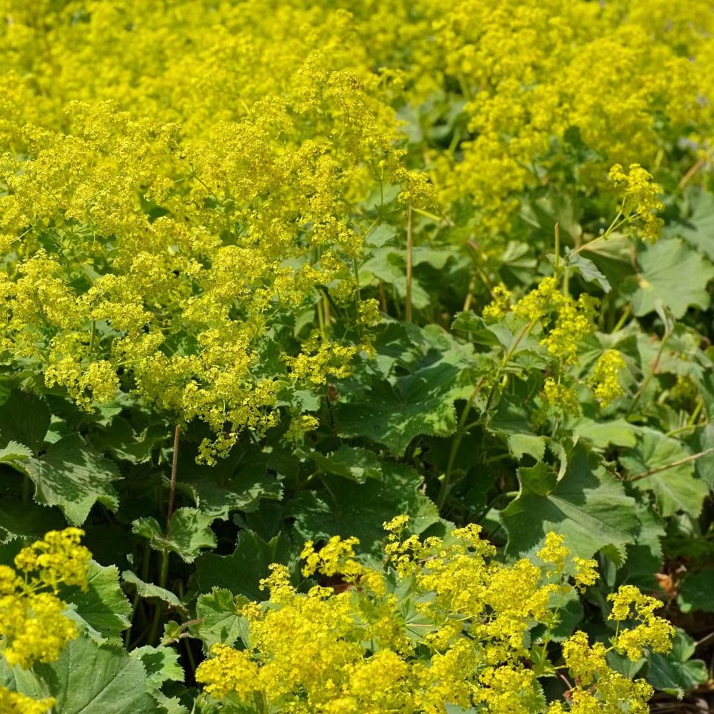 Thompson and Morgan Alchemilla Mollis Robustica Plant Pot 9cm 2 Pack Image 2