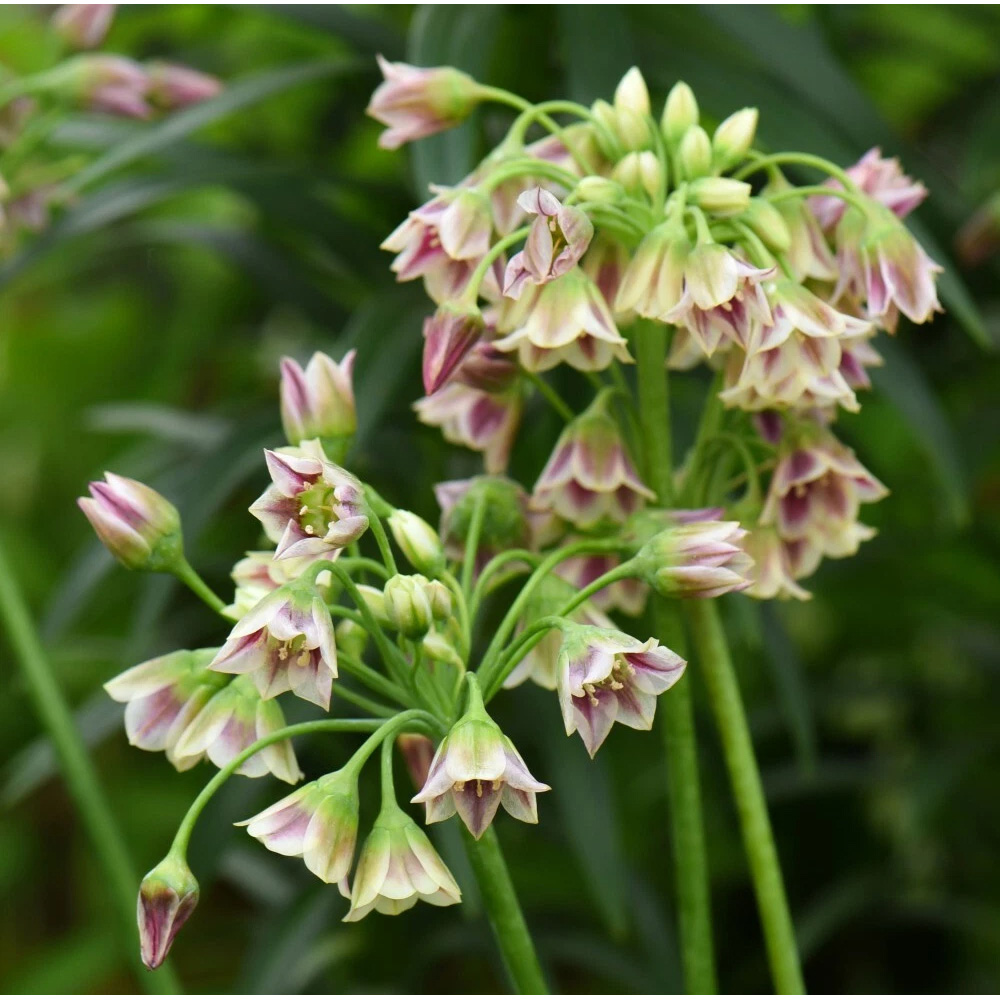 Thompson and Morgan Nectaroscordum Siculum Autumn Planting Bulb 20 Pack Image 6