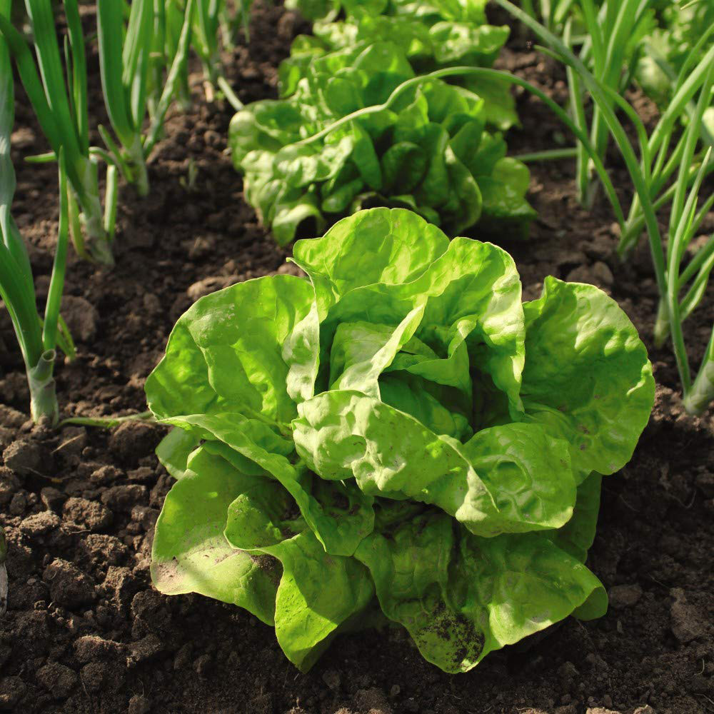 Thompson & Morgan Lettuce All The Year Round Seed Packet Image 3