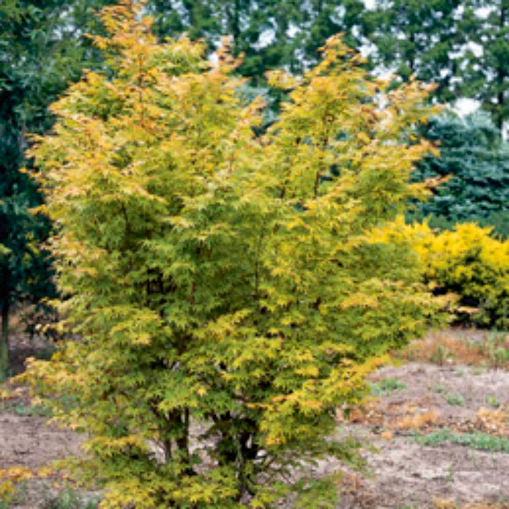Thompson and Morgan Acer Palmatum Sango-kaku Plant Pot 10.5cm Image 3