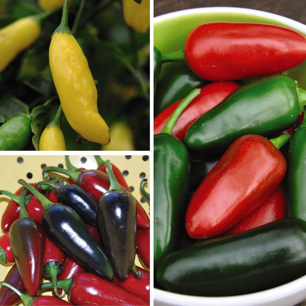 Thompson and Morgan Chilli Pepper Patio Collection Plant Pot 9cm 6 Pack Image 1