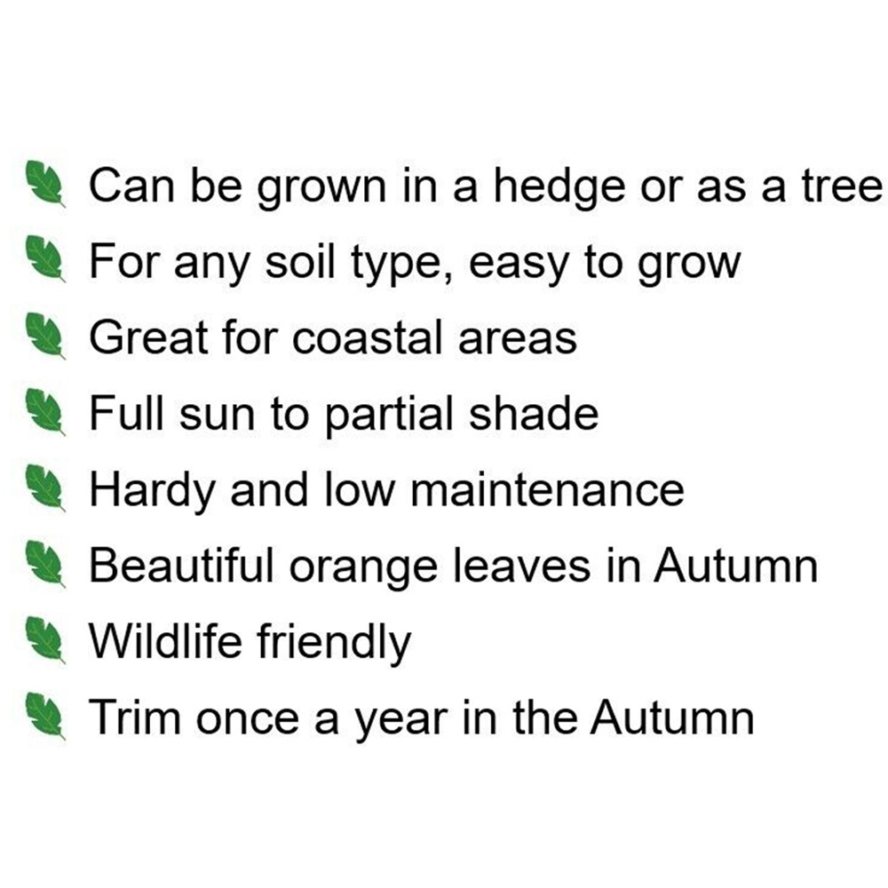 Inspirational Gifting Field Maple Bare Root Hedge Plant Saplings 3-4ft 20 Pack Image 7