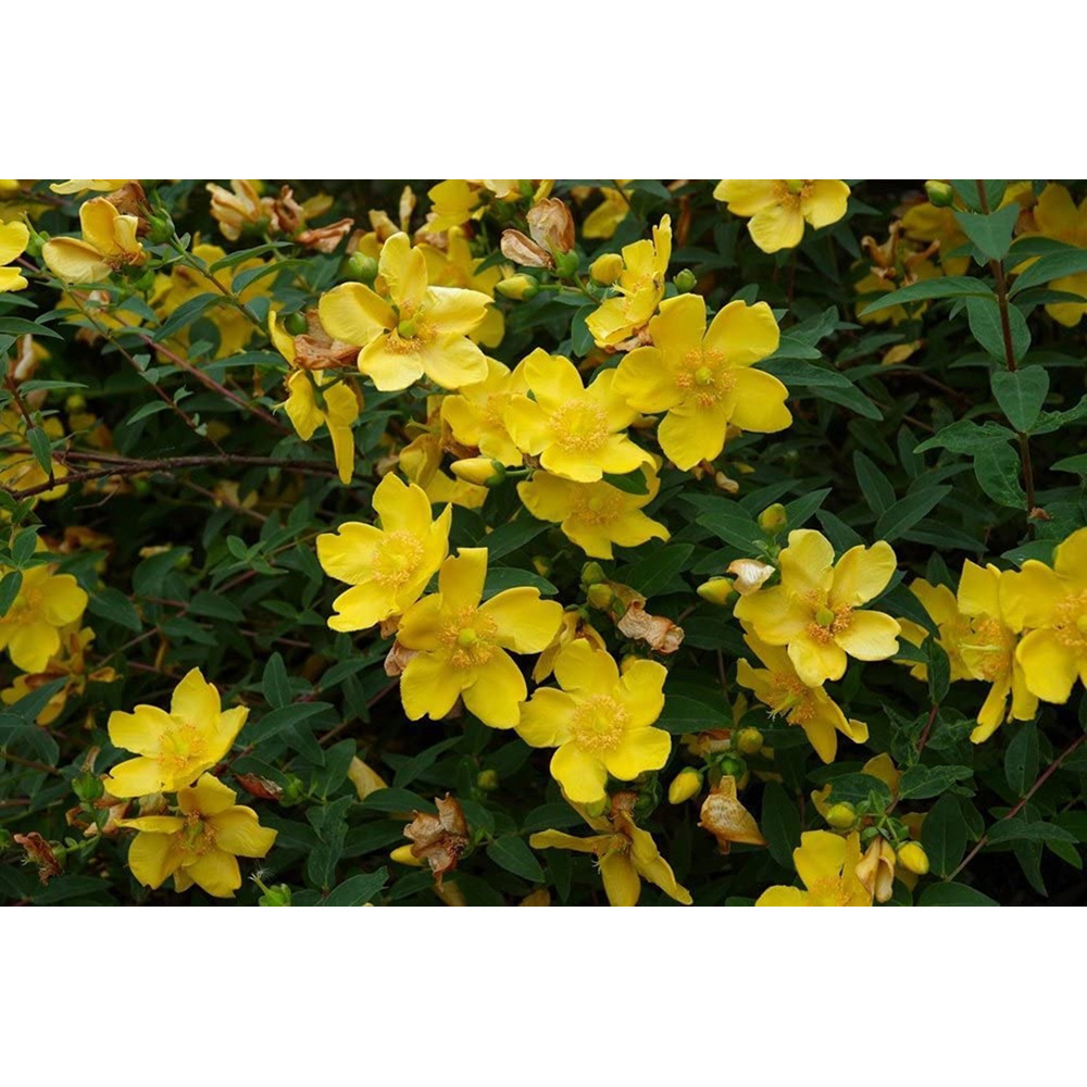 Inspirational Gifting Hypericum Bare Root Hedge Plant Sapling 30-60cm 10 Pack Image 4
