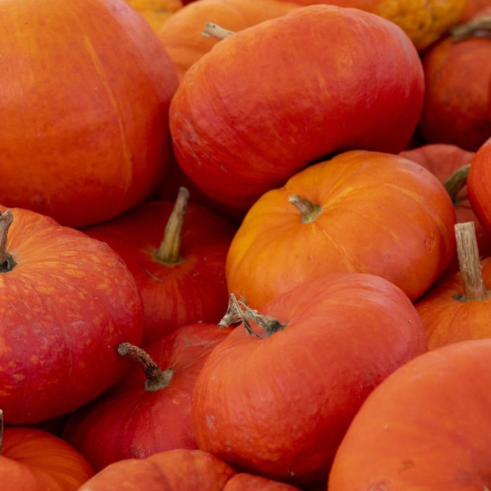 Thompson and Morgan Pumpkin Rouge Vif D'Etamps Seed Packet Image 2