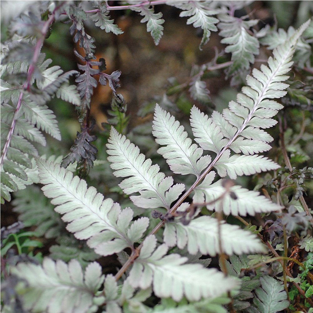 Thompson and Morgan Fern Athyrium Niponicum Pictum Plant Pot 9cm Image 3