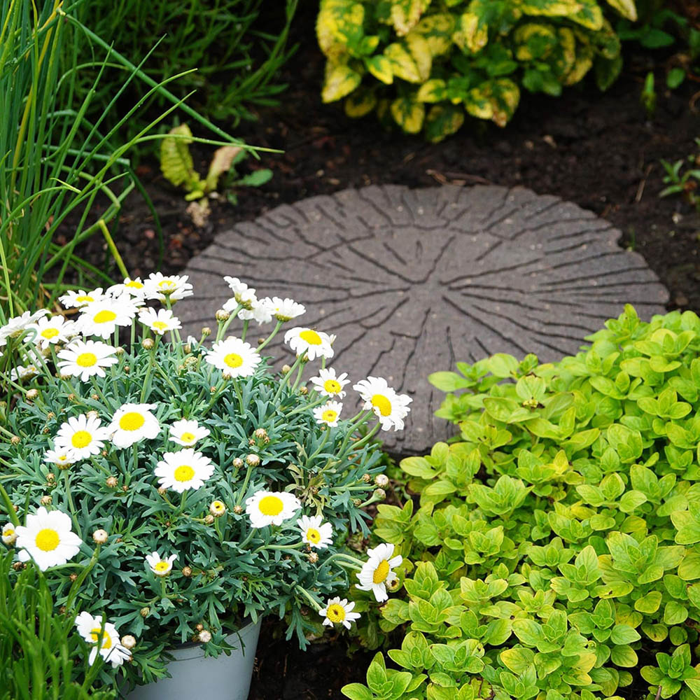 Primeur 45cm Cracked Log Earth Reversible Stepping Stone 4 Pack Image 4