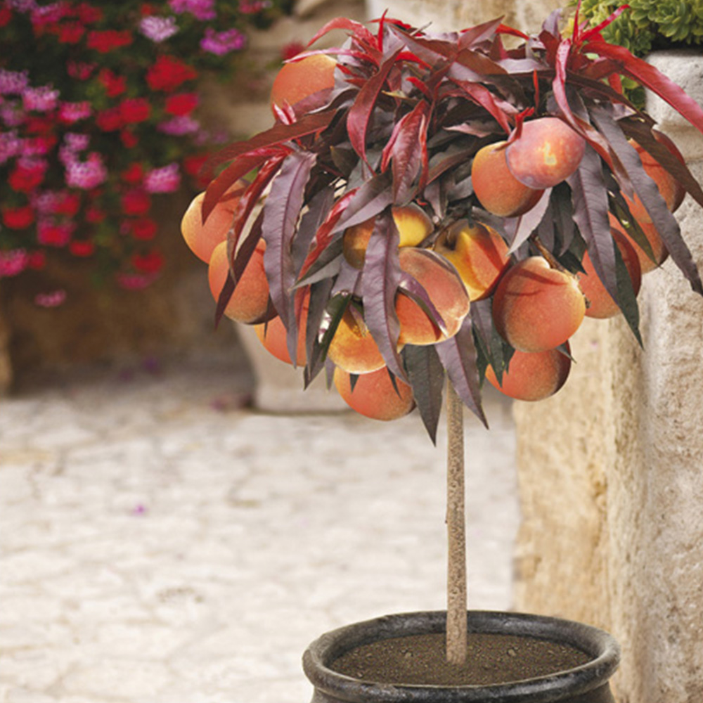 YouGarden Patio Peach Crimson Bare Root Tree 2 Pack Image 2