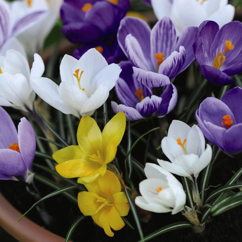 Thompson and Morgan Crocus Botanical Mixed Planting Bulb 80 Pack Image 3