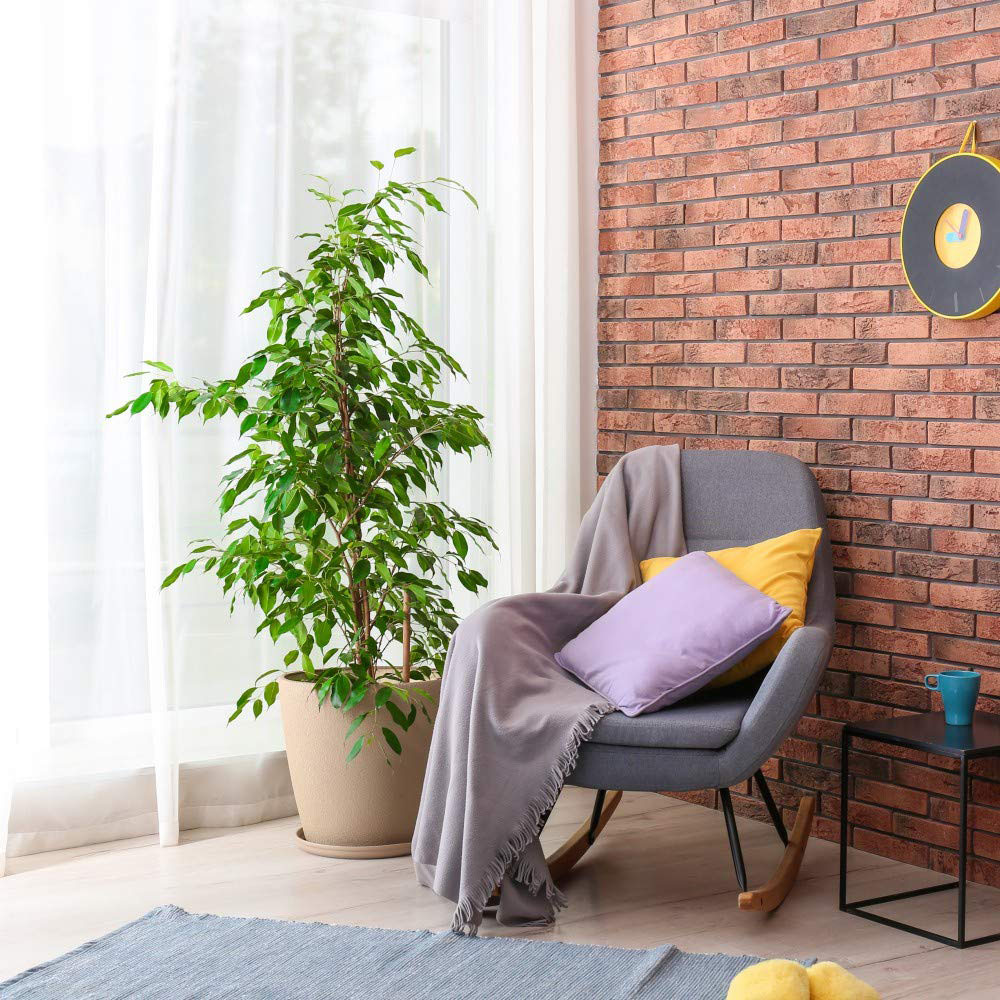 Thompson & Morgan Ficus Benjamina Variegated Weeping Fig Potted Plant 12cm Image 5