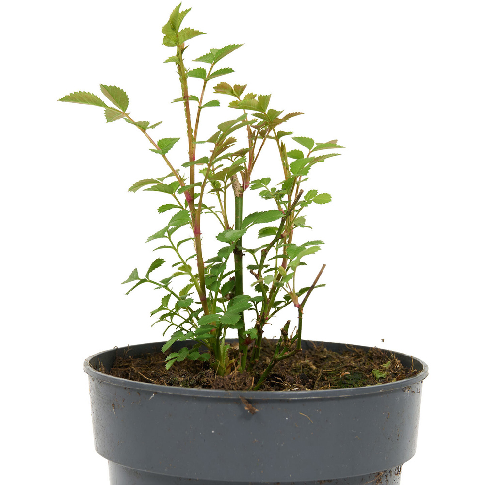 Basic Rose Plant Image 4