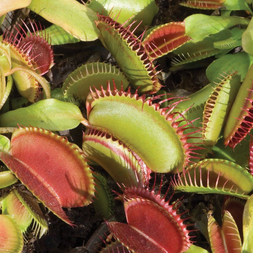 Thompson & Morgan Dionaea muscipula Venus Fly Trap Potted Plant 3 Pack Image 3