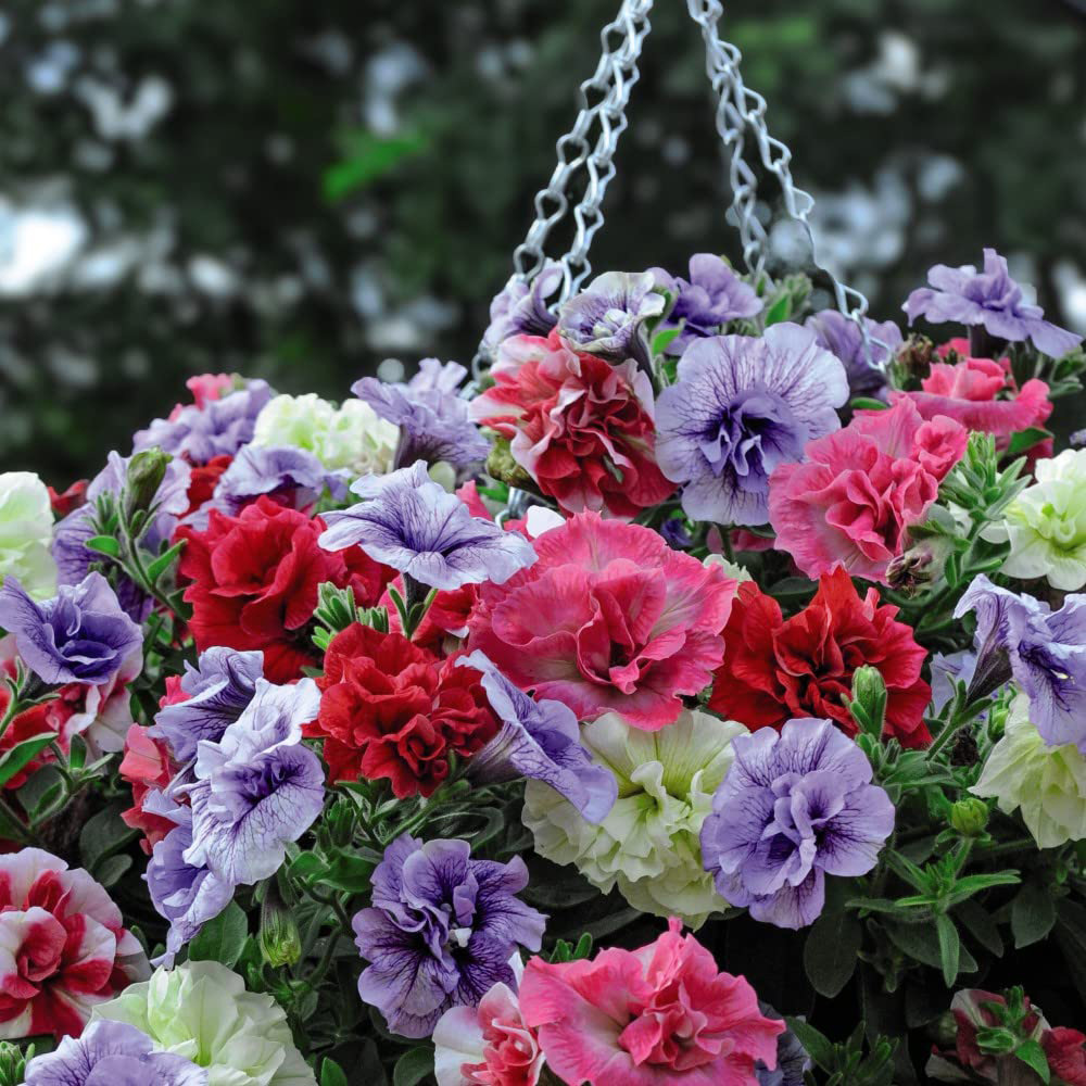 Thompson and Morgan Petunia Frills and Spills Preplanted Hanging Basket 25cm 2 Pack Image 2