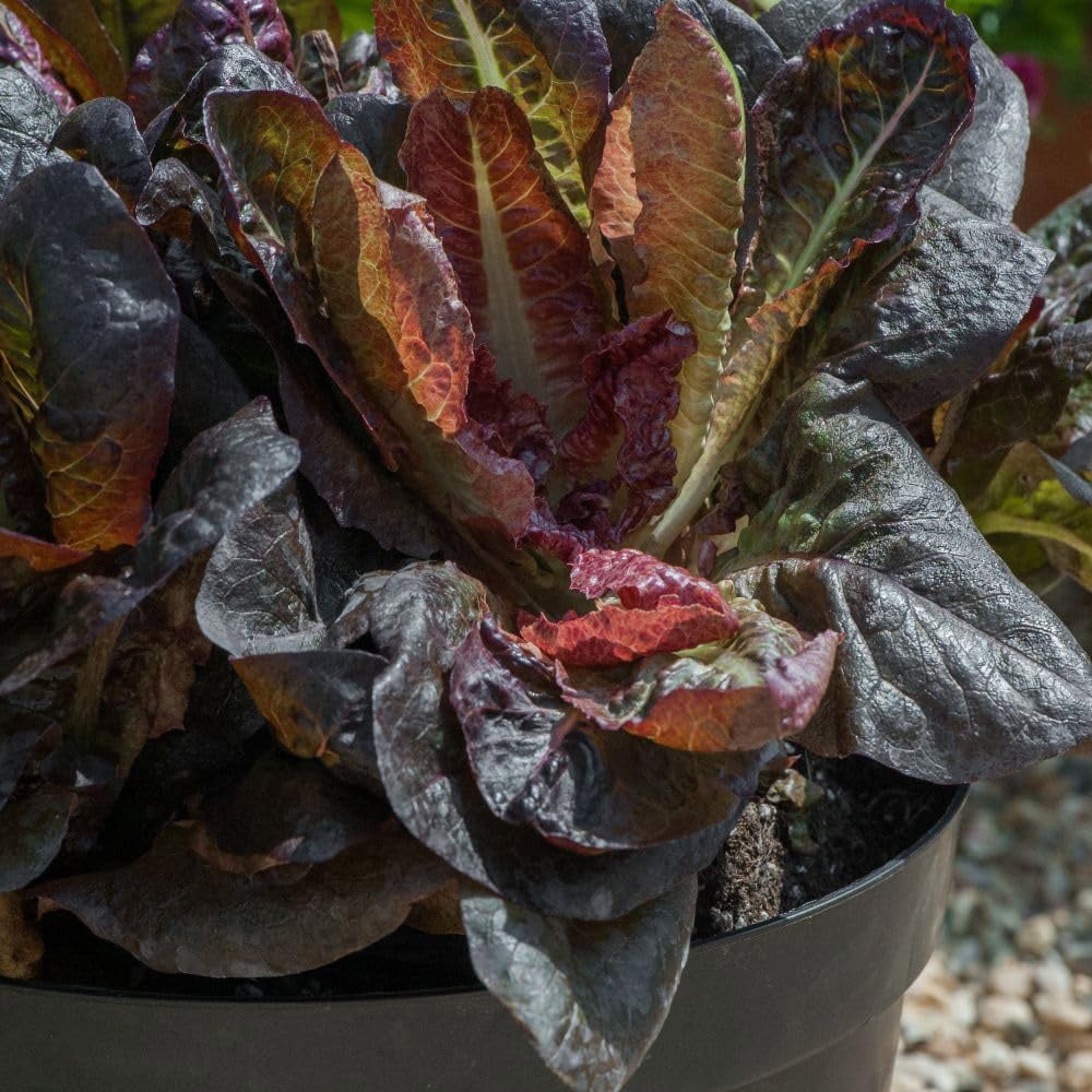 Thompson and Morgan Lettuce Intred Seed Packet Image 2