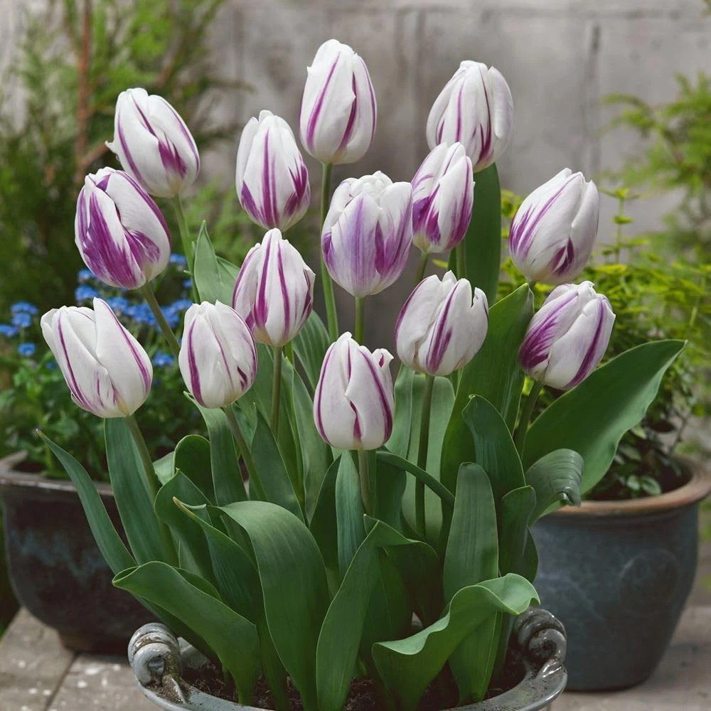 Thompson and Morgan Tulip Flaming Flag Planting Bulb 32 Pack Image 2