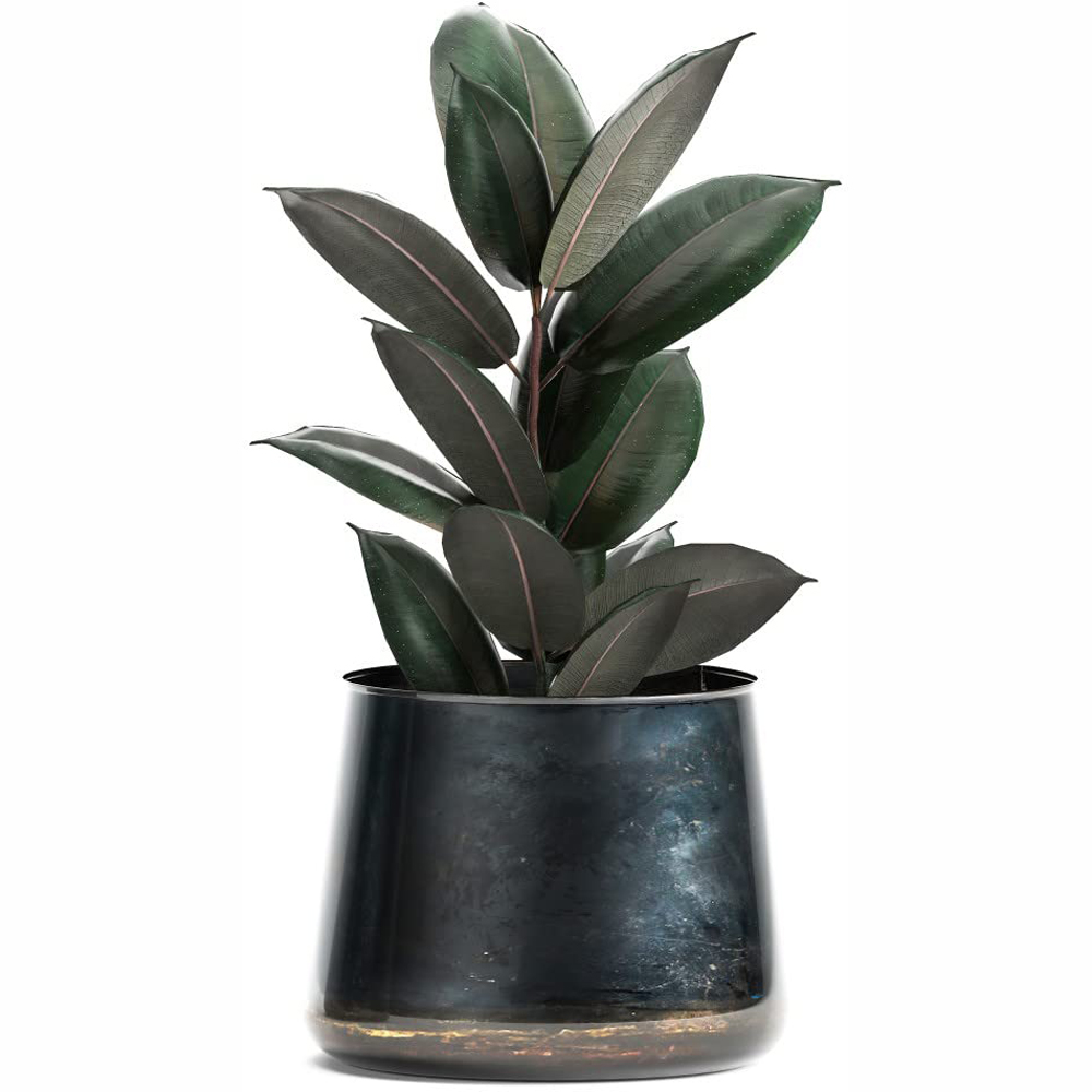 Thompson and Morgan Ficus Elastica Abidjan Plant Pot 8.5cm 2 Pack Image 2