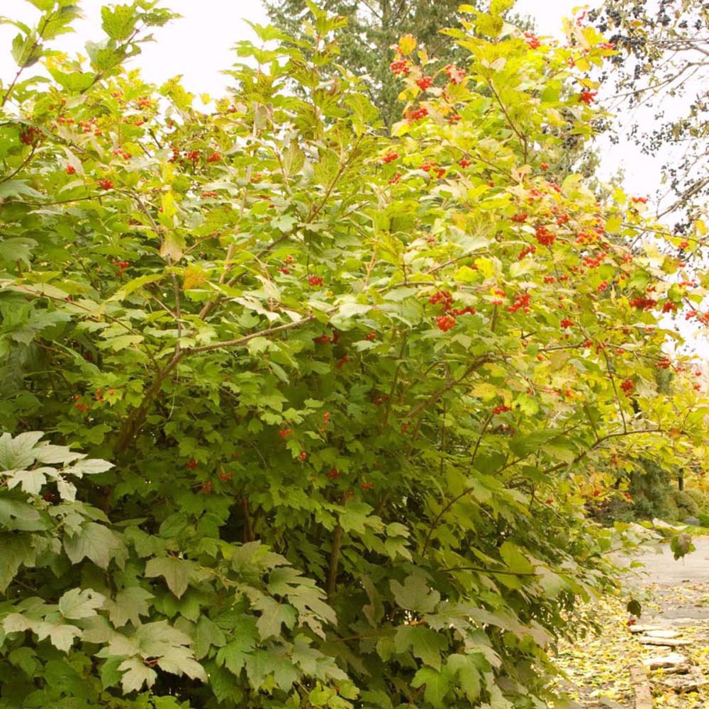 Thompson and Morgan Viburnum Trilobum Wentworth Plant in Pot 12L Image 5