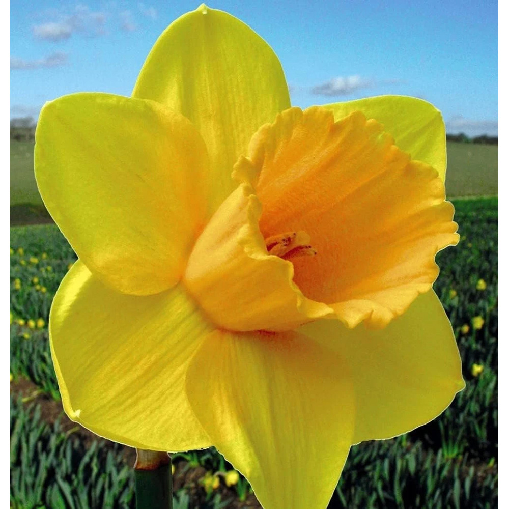 Thompson and Morgan Daffodil Cornish Trelawney Gold Planting Bulb 8 Pack Image 3