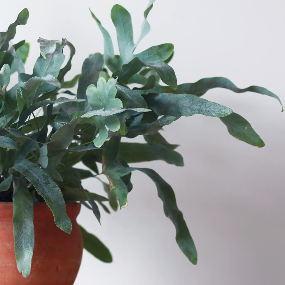 Thompson and Morgan Phlebodium Aureum Blue Star Plant Pot 12cm Image 2