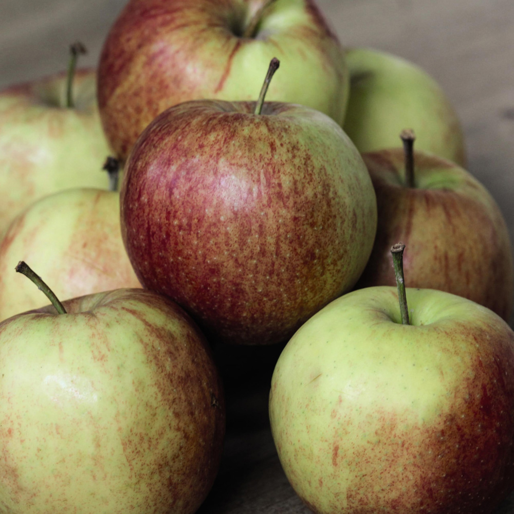Thompson and Morgan Apple Malus Jonagold M9 Low Stem Rootstock Plant Pot 24cm 2 Pack Image 2