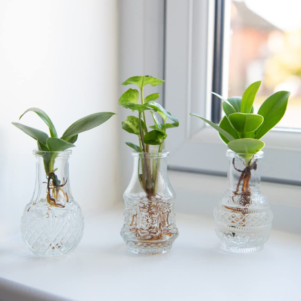 Thompson & Morgan Hydrophonic Coll. Green Cuttings Berlin Glass Vases 7cm 3 Pack Image 1