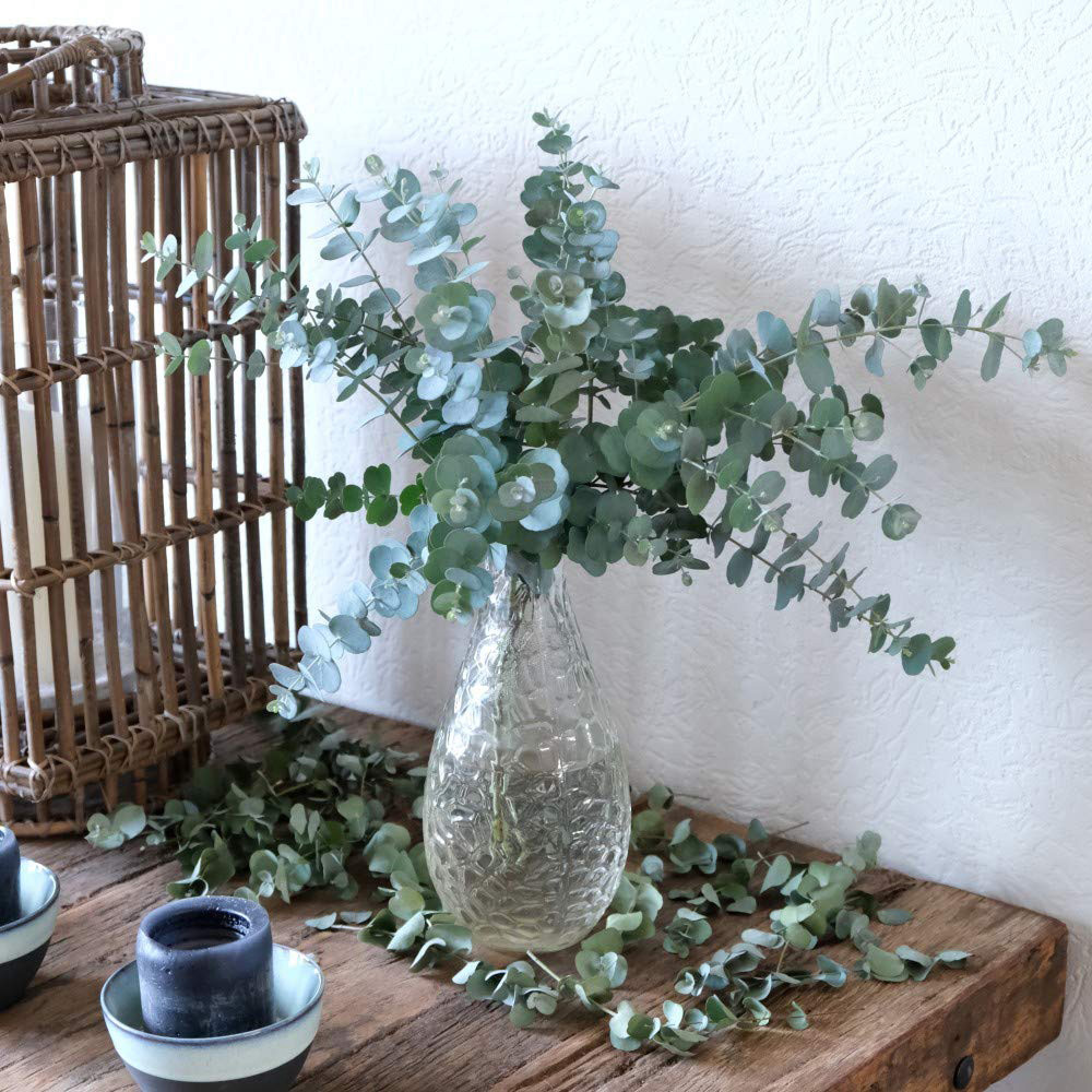 Thompson and Morgan Eucalyptus Gunnii Azura Plant Pot 15cm Image 3