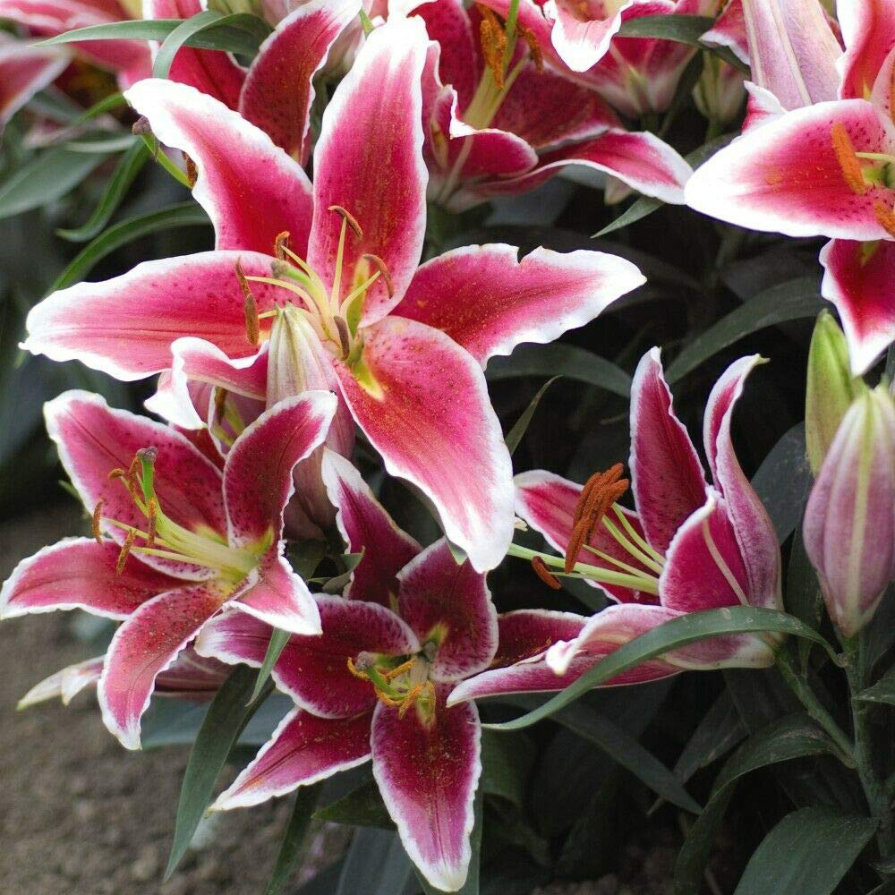 Thompson and Morgan Lily Groundcover Dazzler Planting Bulb 3 Pack Image 5