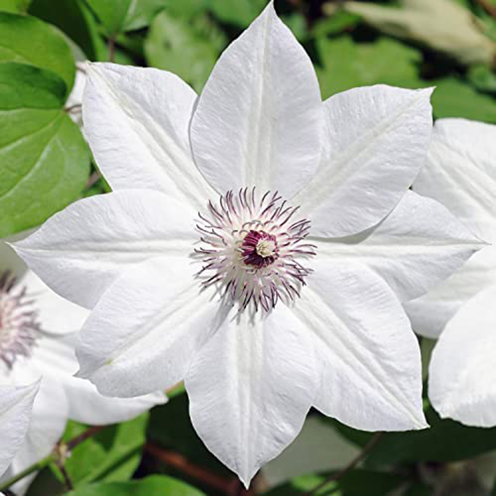 Thompson and Morgan Clematis Snow Queen Plant Pot 2L 2 Pack Image 1
