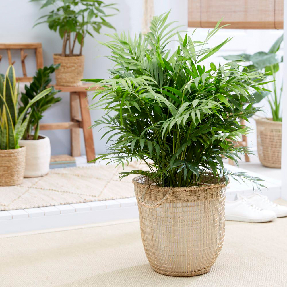 Thompson and Morgan Bedroom Bundle Collection Potted Plant 12cm 5 Pack Image 3