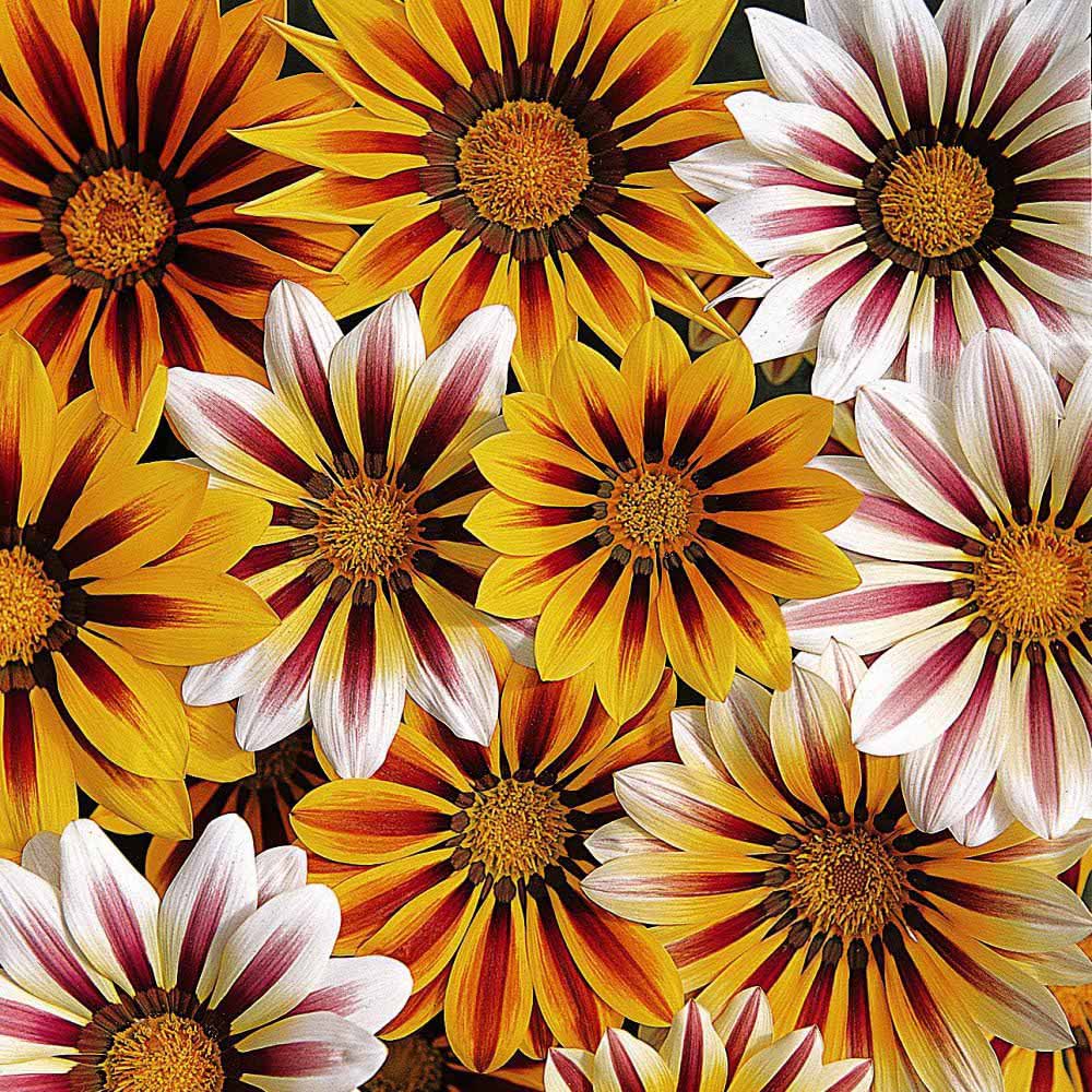 Thompson and Morgan Garden Ready Bedding Collection Garden Ready Plant 120 Pack Image 4