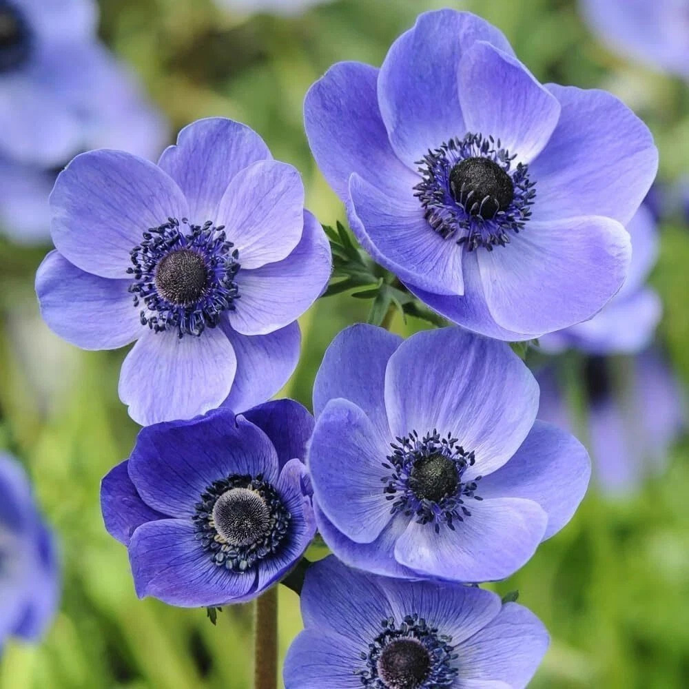 Thompson and Morgan Anemone Rainbow Collection Planting Bulb 600 Pack Image 4