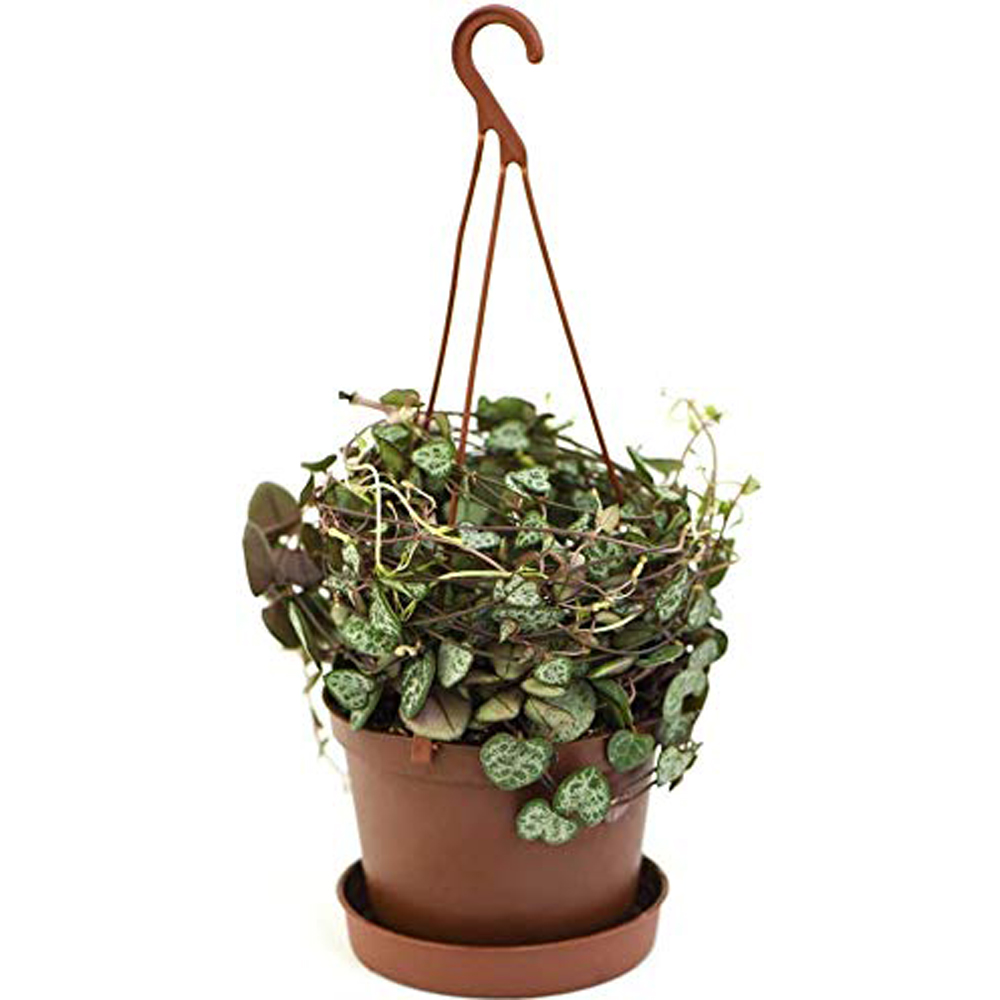 Thompson and Morgan String of Hearts Plant in Hanging Basket 10cm 2 Pack Image 2