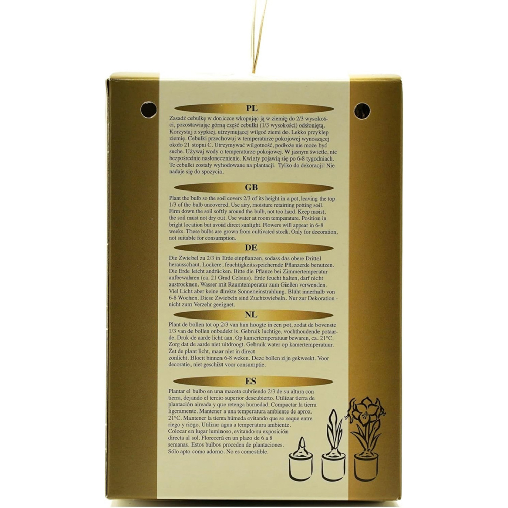 GreenBrokers White Amaryllis Planting Bulb Gift Kit Image 6