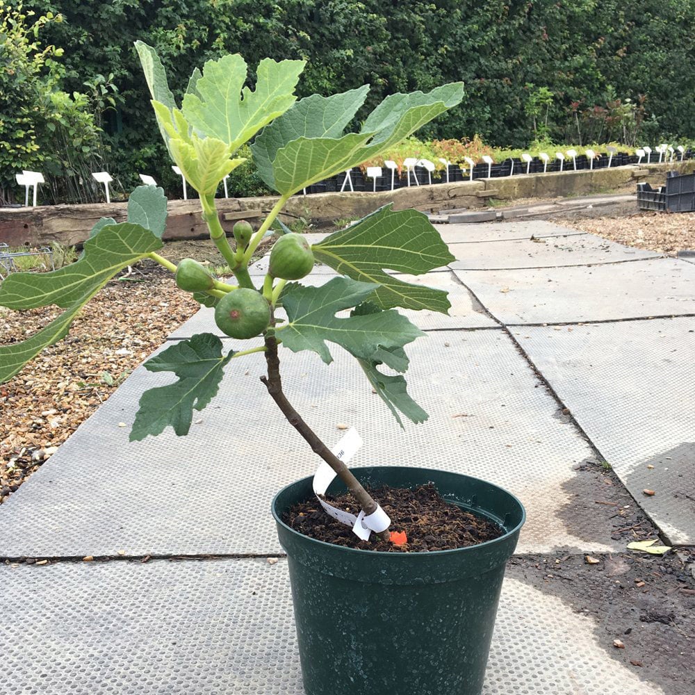 Thompson and Morgan Fig Brunswick Bush Plant Pot 2.5 to 3L Image 5