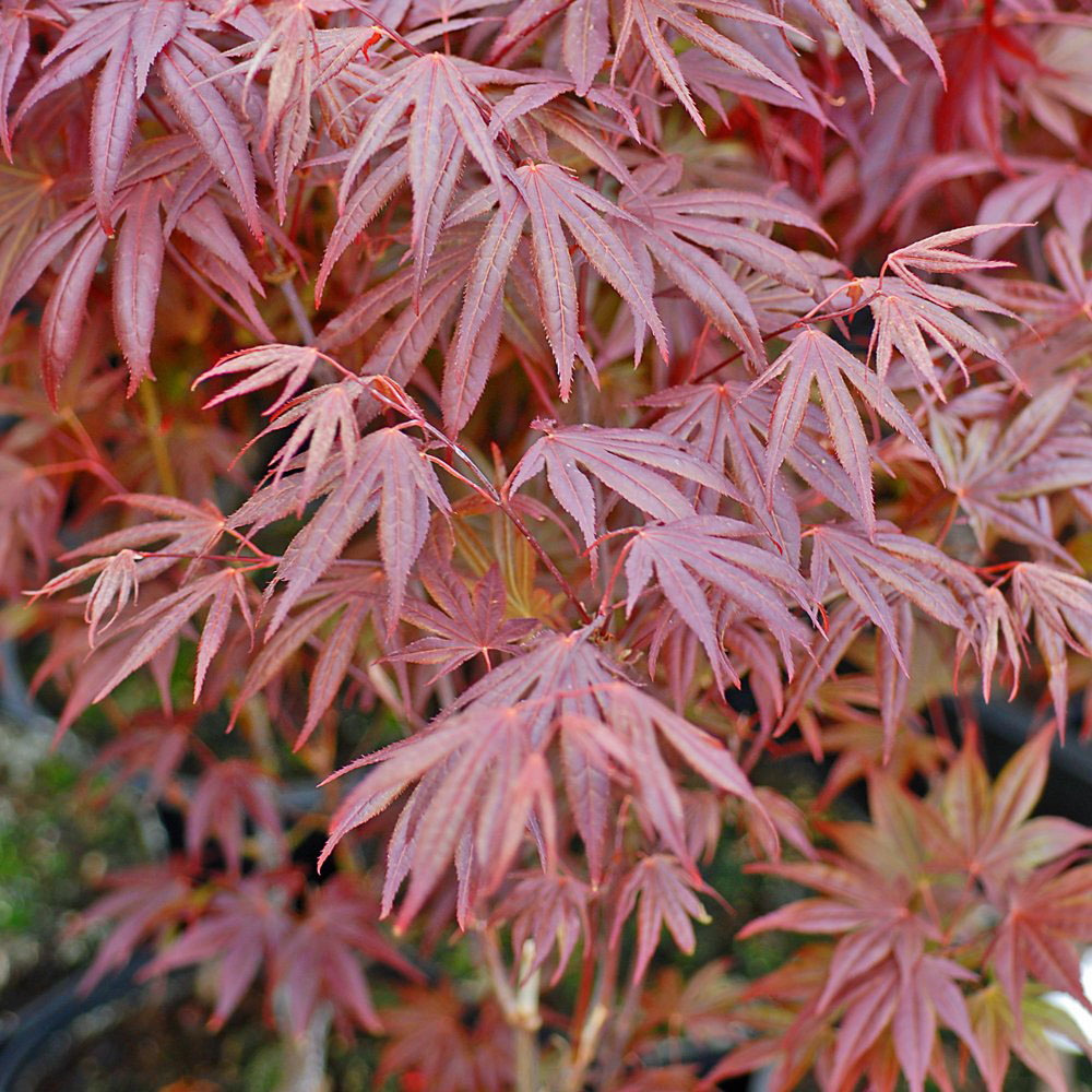 Thompson and Morgan Acer Palmatum Atropurpureum Plant Pot 10.5cm 2 Pack Image 3