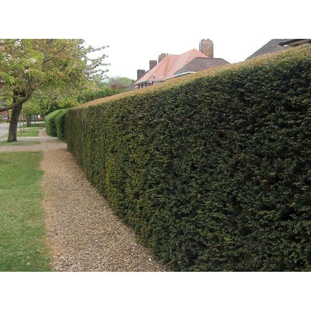 Inspirational Gifting Yew Evergreen Bare Root Hedge Plant Sapling 30-40cm 10 Pack Image 6