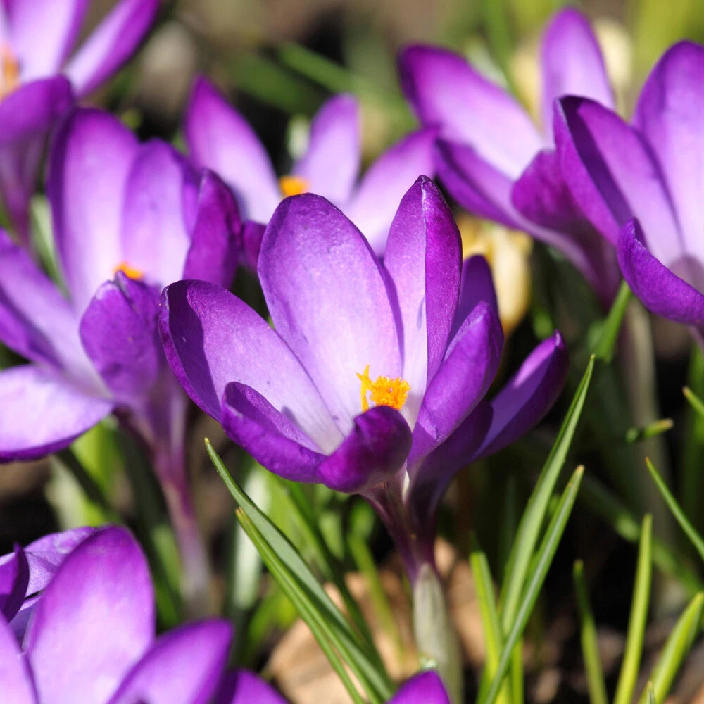 Thompson and Morgan Flowering Bonanza Collection Spring Planting Bulb 100 Pack Image 4