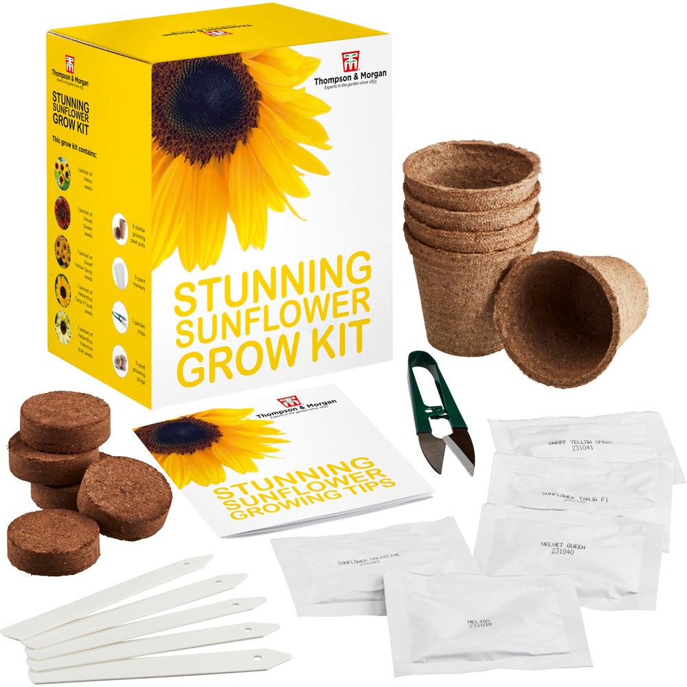 Thompson & Morgan Stunning Sunflower Seed Grow Kit Image 3