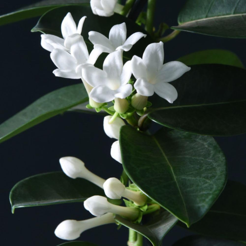 Thompson and Morgan Christmas Gift Stephanotis Floribunda Plant in Zinc Cachepot 12cm 2 Pack Image 2