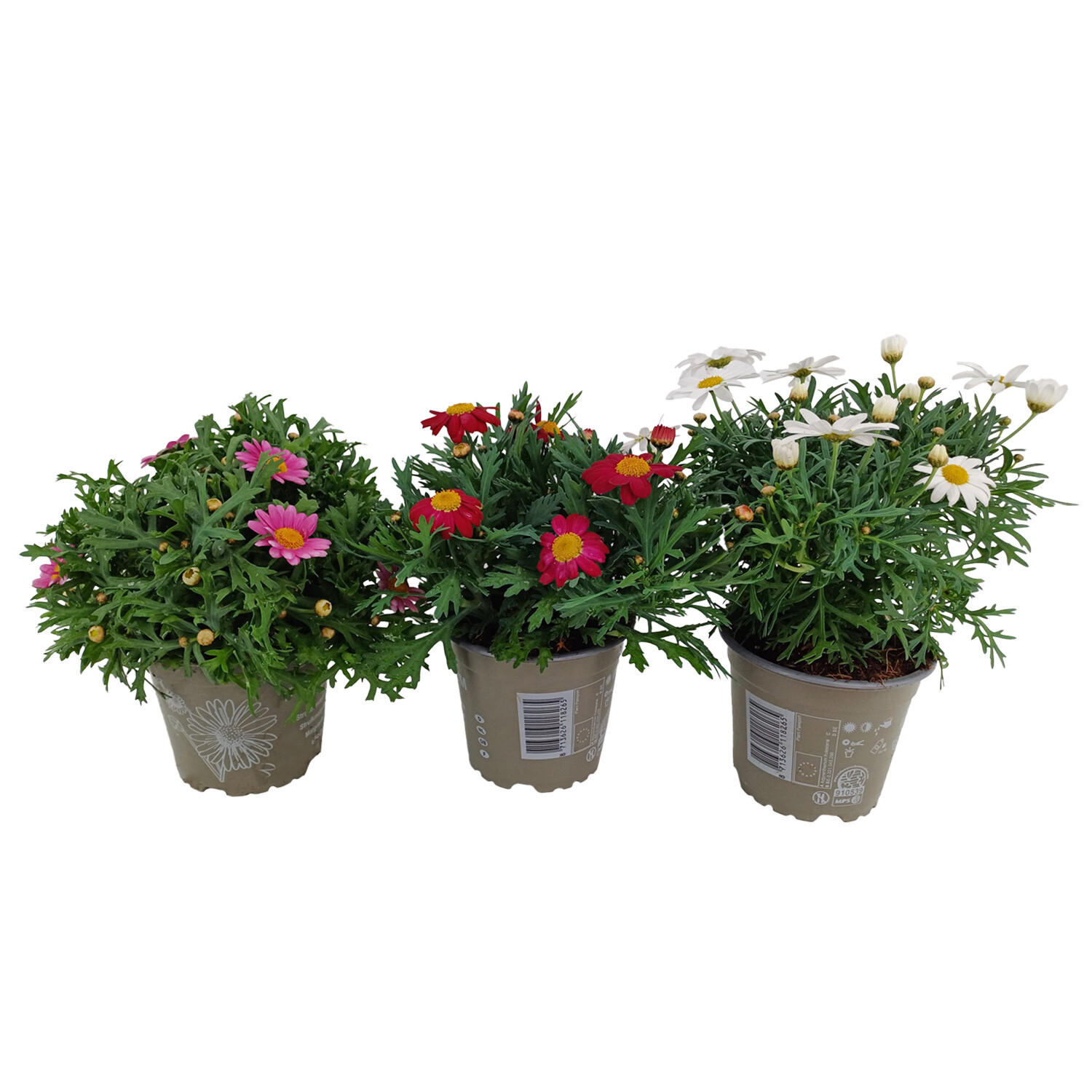 Marguerite Plant - White Image