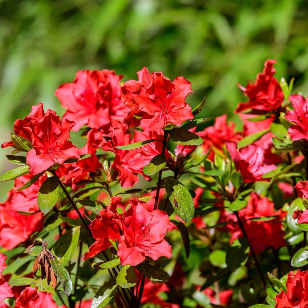 Thompson and Morgan Azalea Japonica Red Plant Pot 17cm Image 3