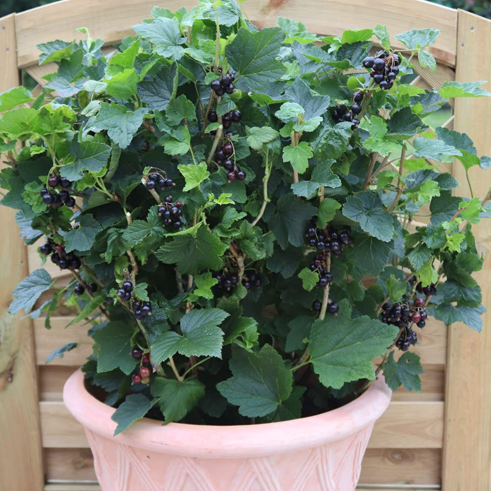 Thompson and Morgan Blackcurrant Ribes Nigrum Summer Pearls Patio Potted Plant 9cm 6 Pack Image 3