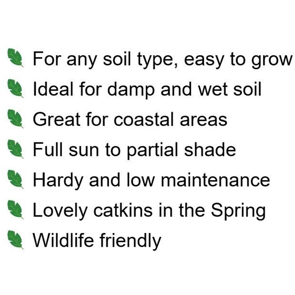 Inspirational Gifting White Willow Bare Root Hedge Plant Saplings 3-4ft 20 Pack Image 7