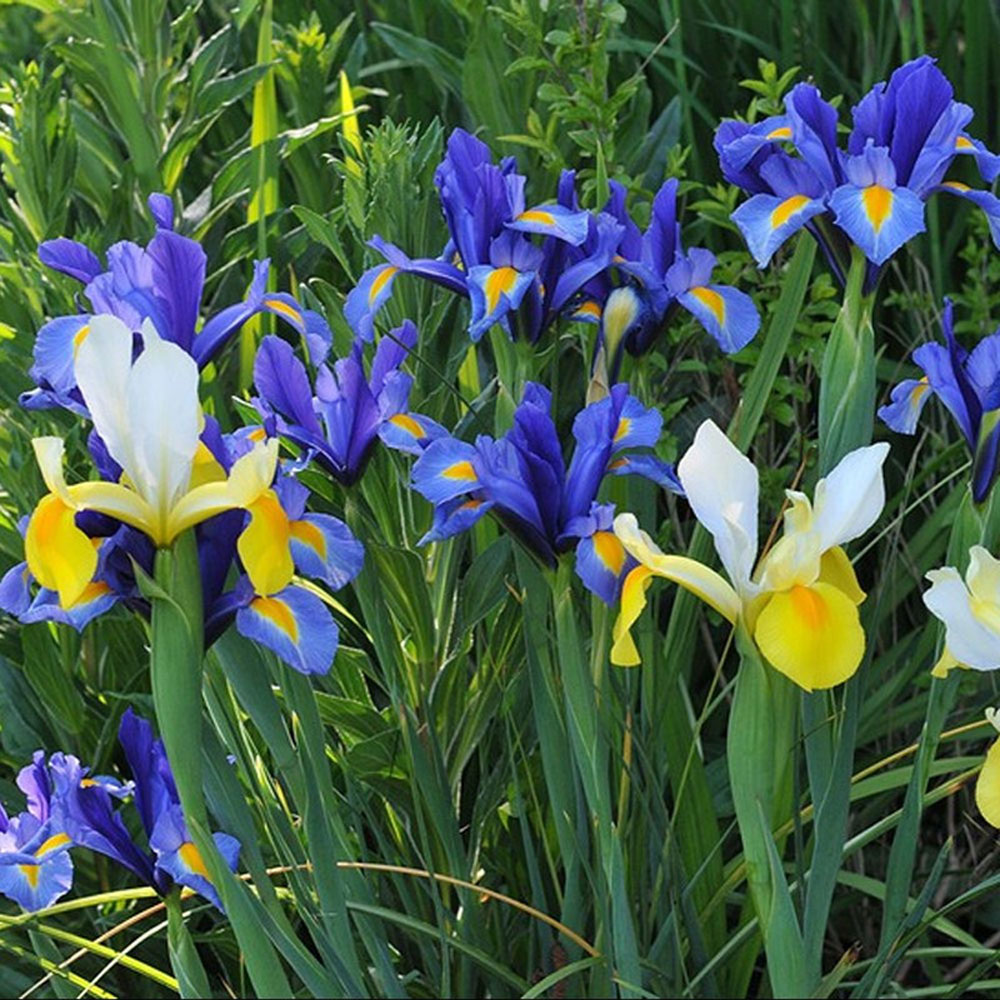 Thompson and Morgan Iris Dutch Mixed Bulbs Size 06/07 50 Pack Image 2