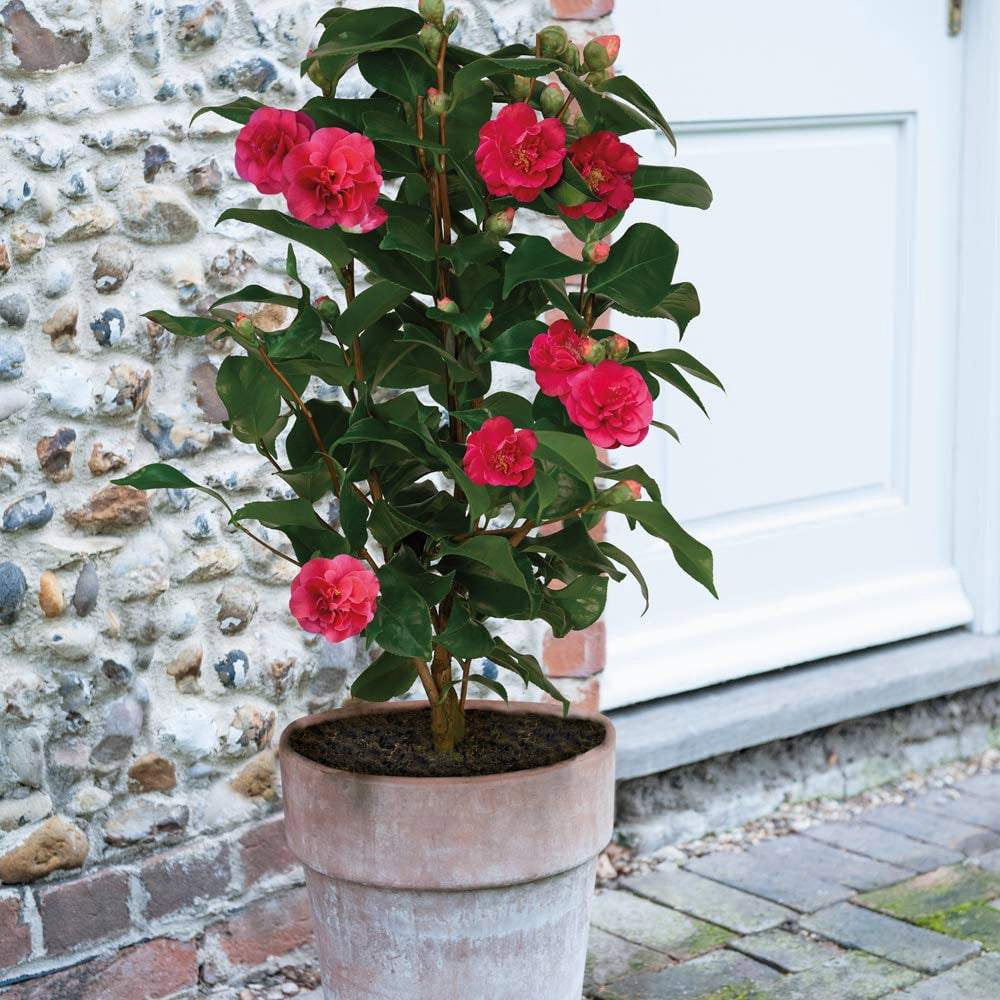 Thompson and Morgan Camellia Blooming Wonder Red Plant Pot 15cm Image 4